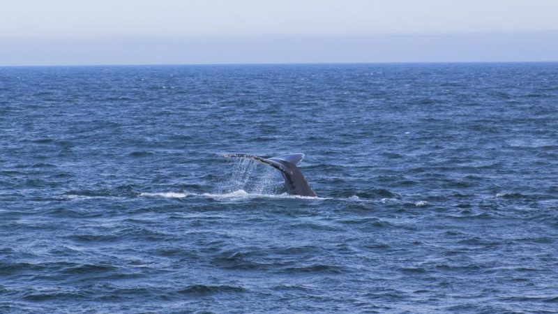 Experiência Inesquecível: Observação de Baleias no Litoral Norte de SP